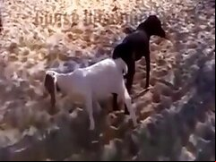 Animals bestiality porn
