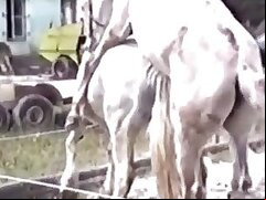 Horse sex zoo