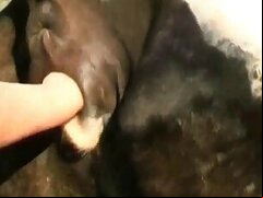 Pig animal sex