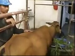 Bestiality and ZOO PORN video