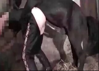 Stallion